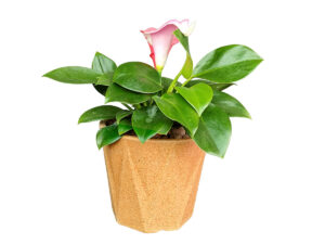 Cork flower pot wholesale - Discount & High Quality| Kukesi